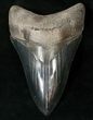 Wonderfully Serrated Lower Megalodon Tooth #15717-1